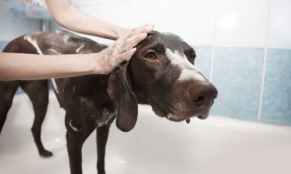Mascotas dentro del hogar deben bañarse dos veces al mes; Advierte IMSS por riesgos a la salud