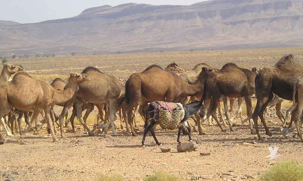 Australia autoriza sacrificara a más de 10 mil camellos salvajes por sequías
