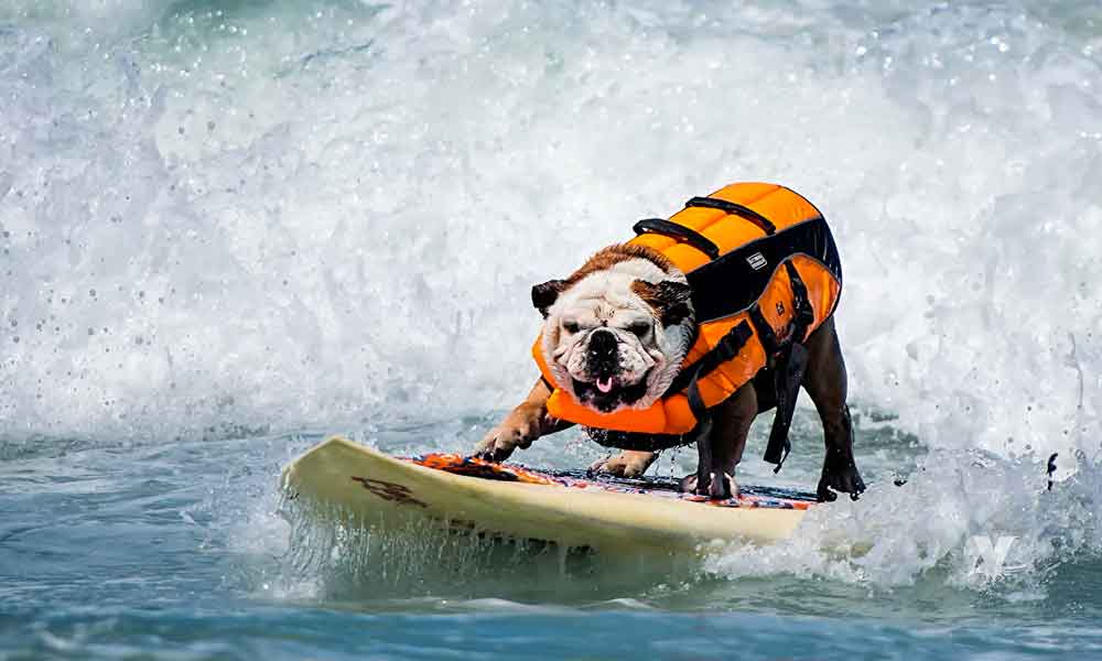 San Diego prepara competencia de surf para perros