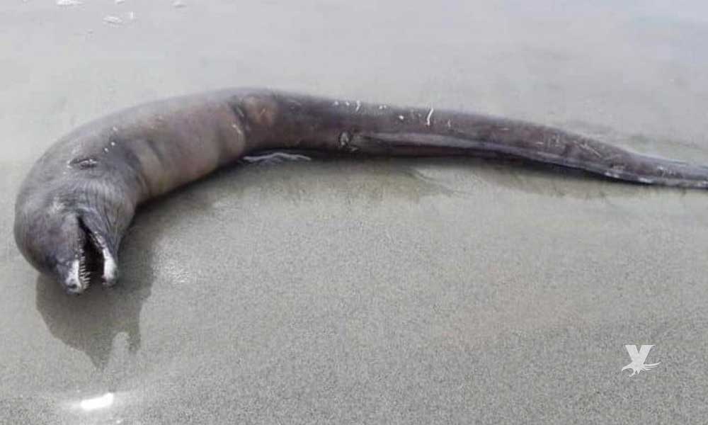 Descubren extraña criatura en una playa de Puerto Vallarta