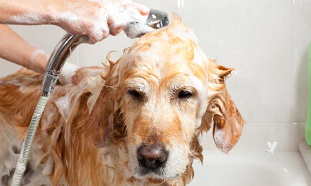 Secretaría de Salud invita a mantener una adecuada higiene en las mascotas