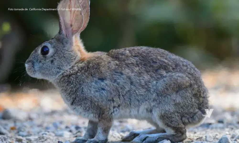 Alertan por enfermedad hemorrágica viral del conejo en Baja California