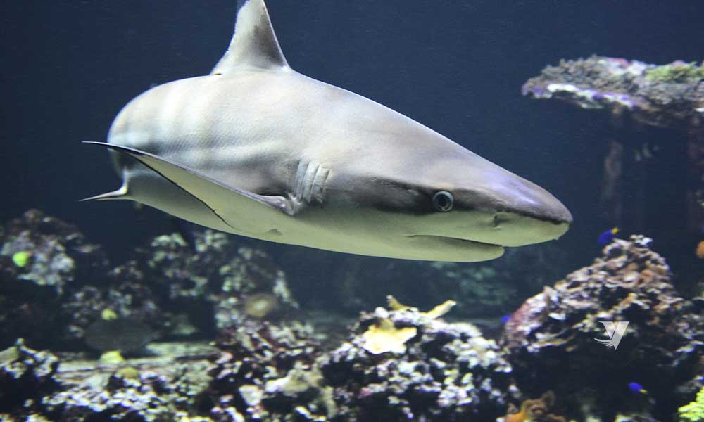 Alertan sobre presencia de tiburones blancos en playas de San Diego