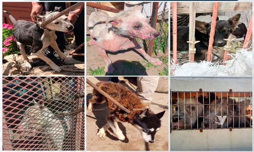 La pena por maltrato animal puede ser de 4 meses a 2 años de prisión en BC: FGE