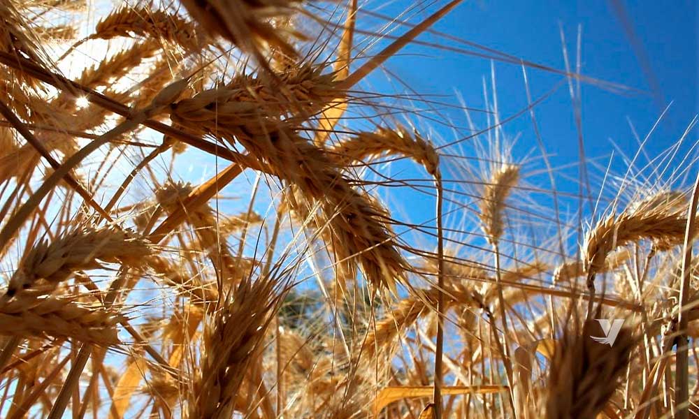 Buscan “Marca Certificada” para el trigo cristalino del valle de Mexicali: AGRICULTURA